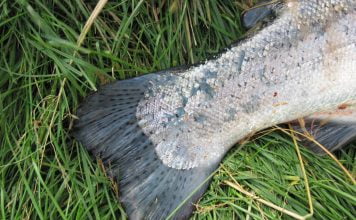 Áhyggjur vegna nýrnaveiki í íslenskum eldisfiski