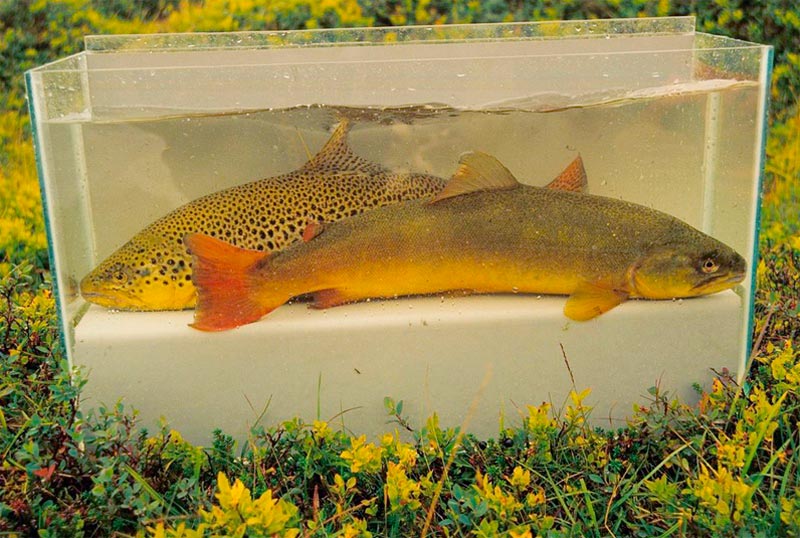 furdufiskar-a-strondum-fylingur-2-800px