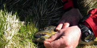 Af Corixum og fleiri flugum