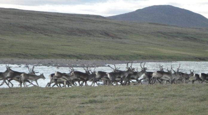 Að gera góðan mat betri – Hreindýr