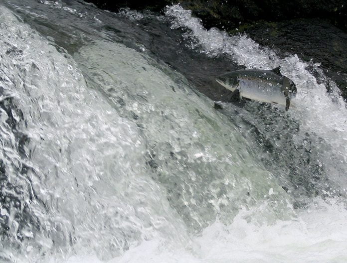 26-Ellidaa_Lax_ad_stokkva