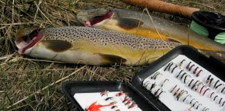 Silungaflugur, Elliðavatn, Peter Ross