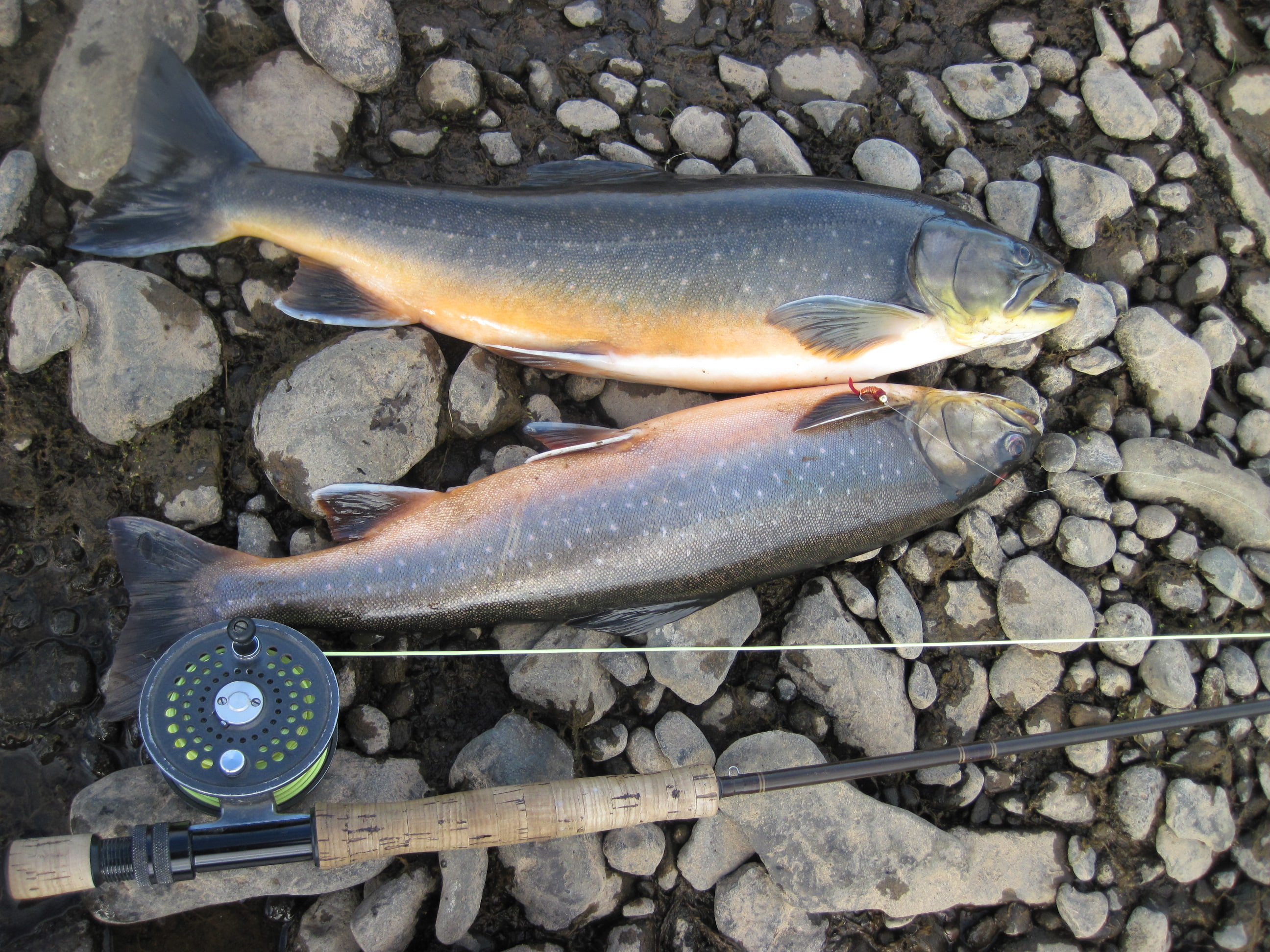 2013Vatnsdalsa-047 Vatnsdalsá, sjóbleikja