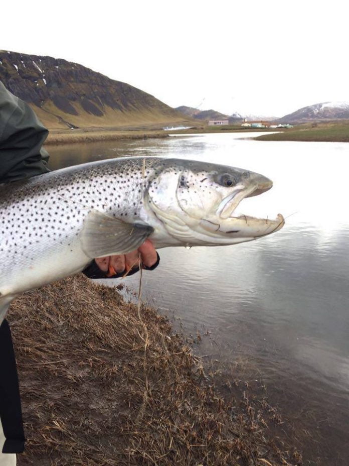 2017 Kjósin 4 Laxá í Kjós, sjóbirtingur