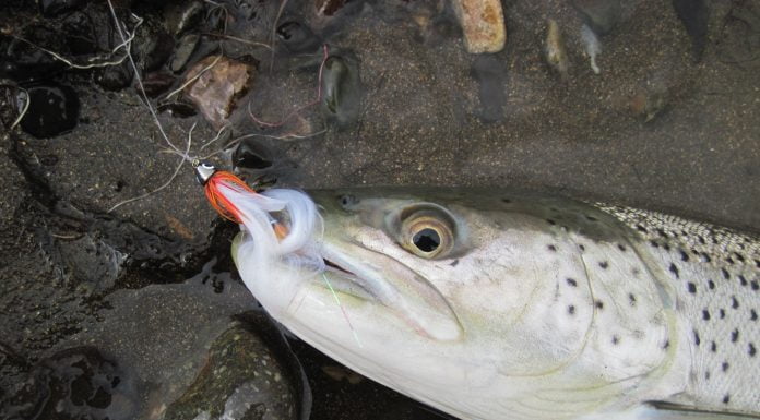 Leirá, sjóbirtingur