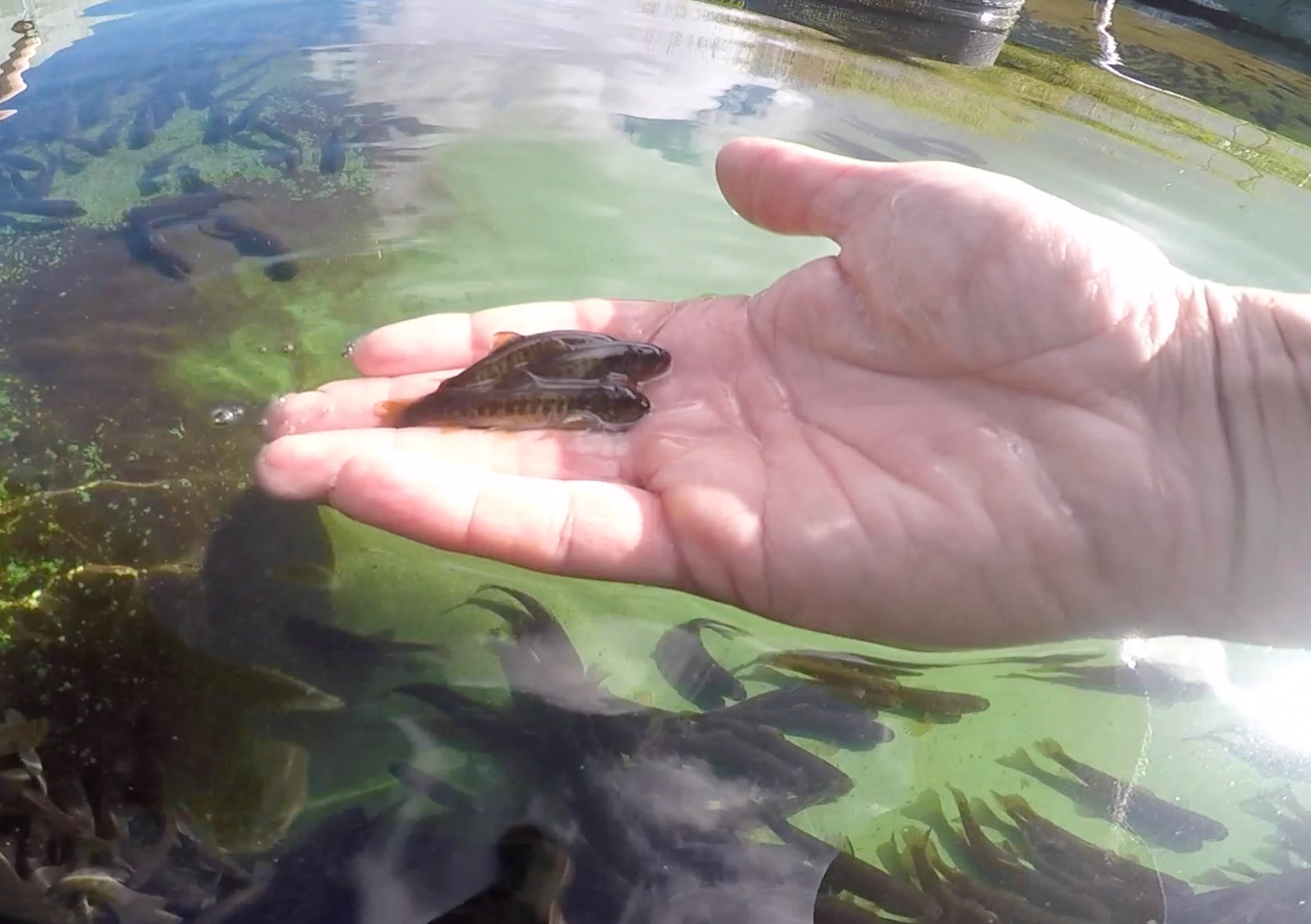 Eldvatn í Meðallandi, Jón Hrafn Karlsson, seiðasleppingar