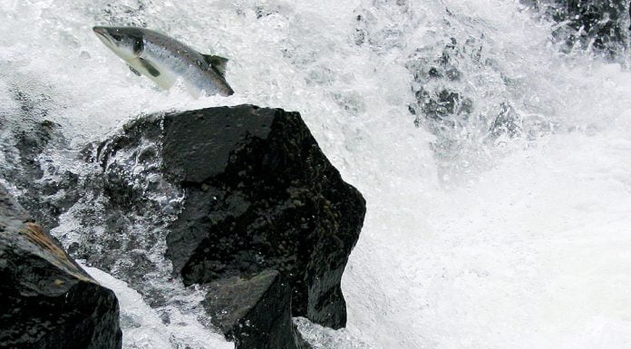 Hin margvíslegu lífshlaup laxa Sjávarfoss, Elliðaárnar