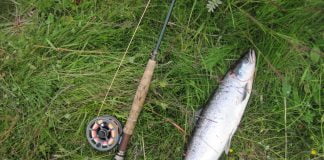 Vöxtur smálaxa í hafi var góður! Reykjadalsá í Borgarfirði