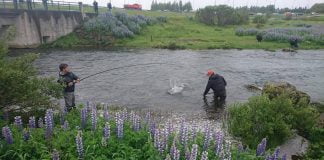 Þrjár eru með betri heildartölu en í fyrra Dagur B Eggertsson, Elliðaárnar