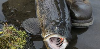 Urriði, Nobbler, Jón Eyfjörð