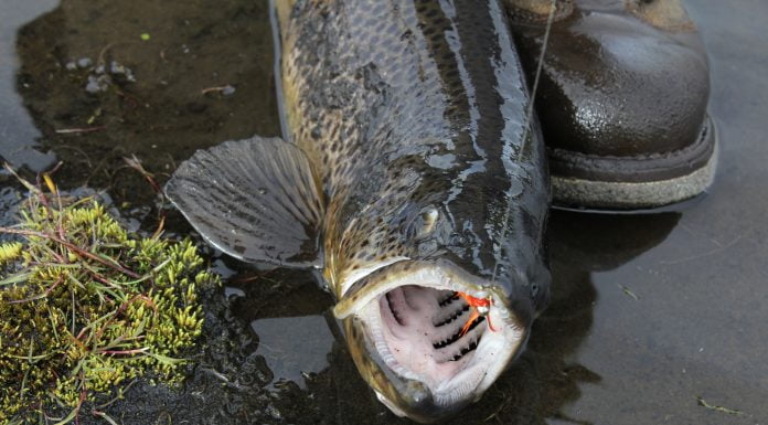 Urriði, Nobbler, Jón Eyfjörð