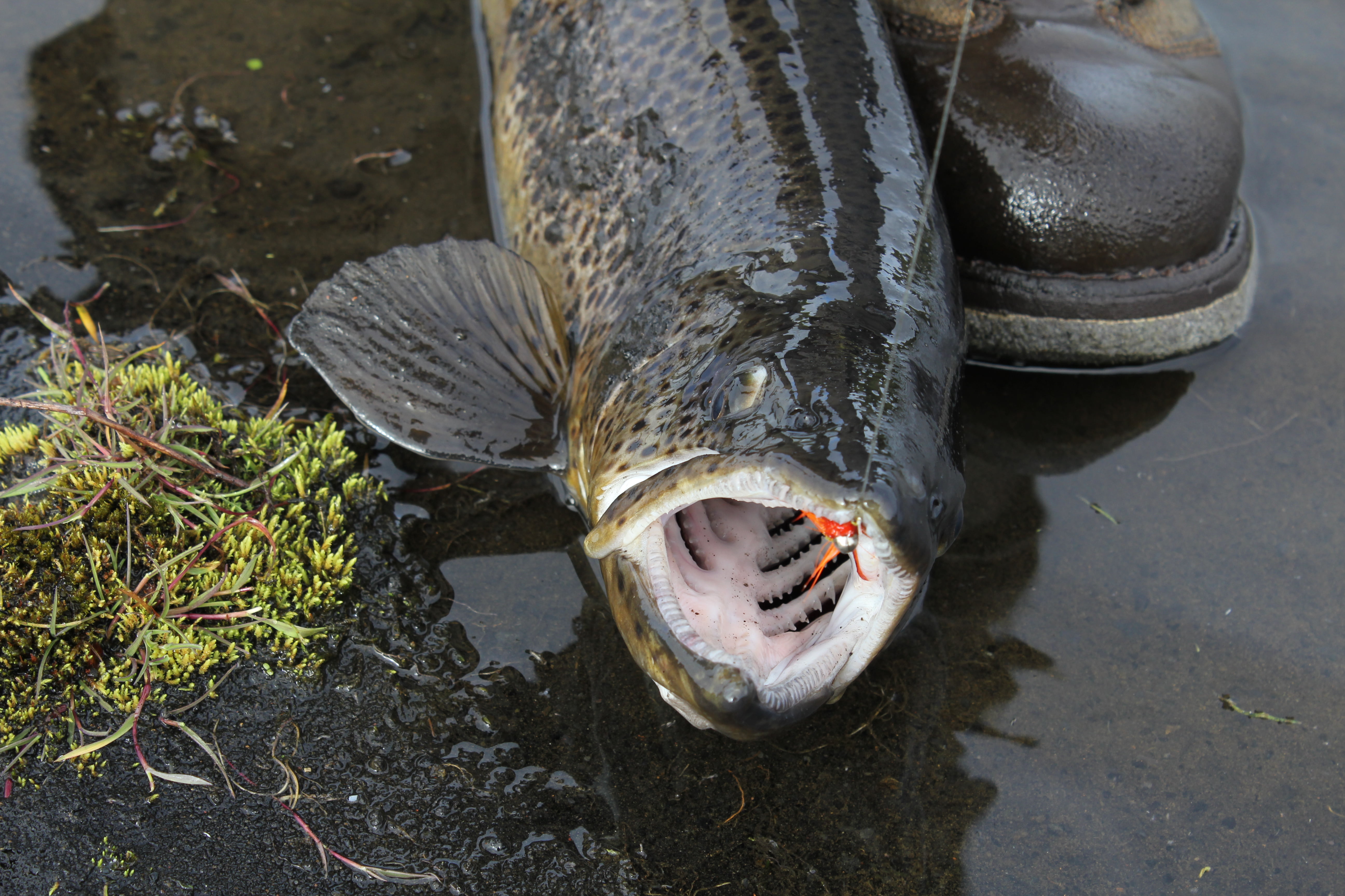MYVO-2011-Agust099 Urriði, Nobbler, Jón Eyfjörð