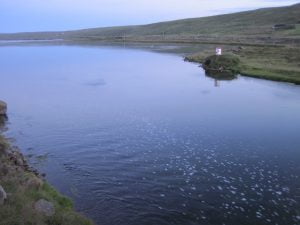 Laxá í Laxárdal