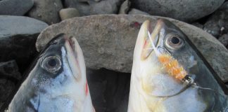 Sjóbleikjur, Sigurður Staples, Súddi