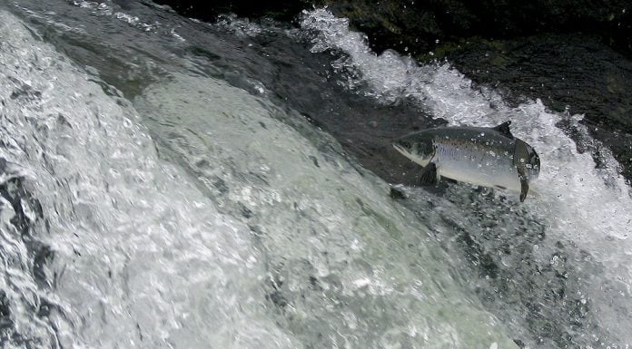 Laxveiðin 2017 – Stígandi víða en í heild enn lakara en í fyrra Elliðaárnar, Heimir Óskarsson