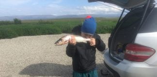 Laxá á Skógarströnd