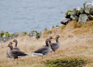 Gæs á hátíðarborðum