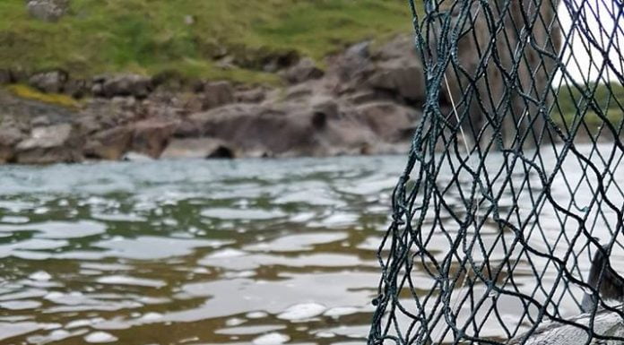 Friggi, Baldur Hermannsson.