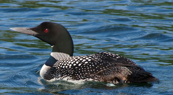 Himbriminn…hann getur verið erfiður Himbrimi