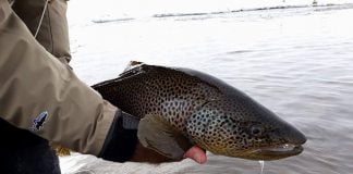 Stórir boltar úr Mýrarkvísl og Brunná! Mýrarkvísl