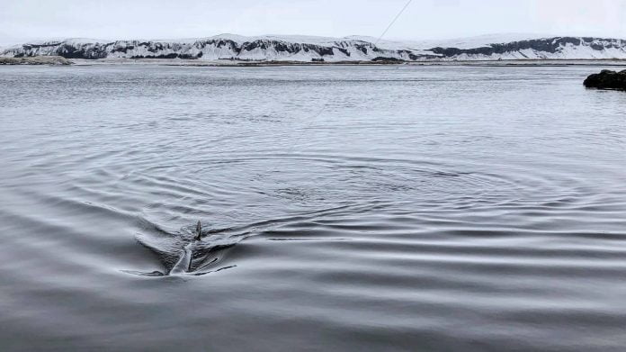 2018 tungulækur 4 Tungulækur, sjóbirtingur