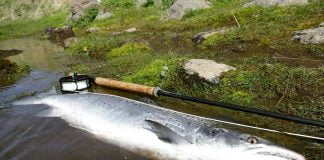 Blanda sveik ekki þetta árið Blanda, Árni Baldursson