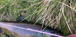 Stórir urriðar og uppgangur í Laxárdalnum Urriði, Laxá í Laxárdal