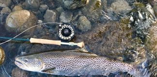 All svakalegur birtingur úr Leirvogsá!