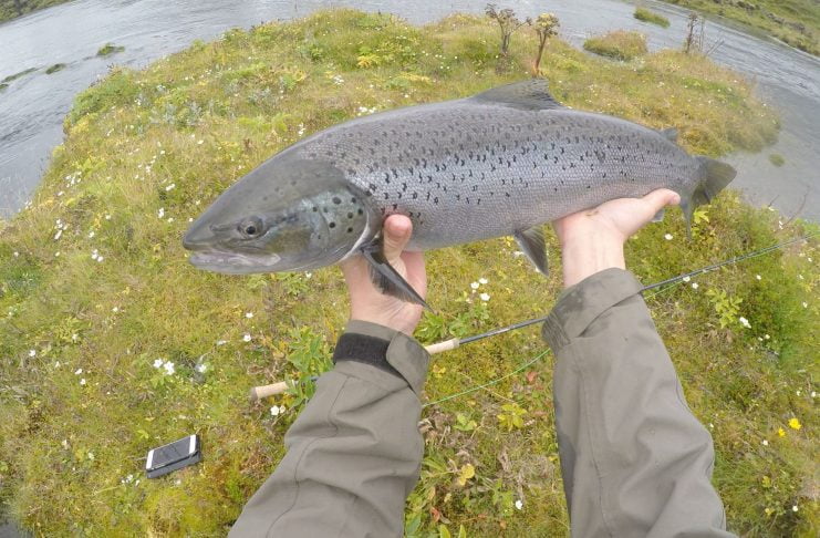 Sjóbirtingsvertíðin aftur á flug eftir erfiða viku Eldvatn, sjóbirtingur