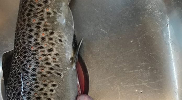 Mathákurinn mikli Salmo trutta Urriði, hagamús