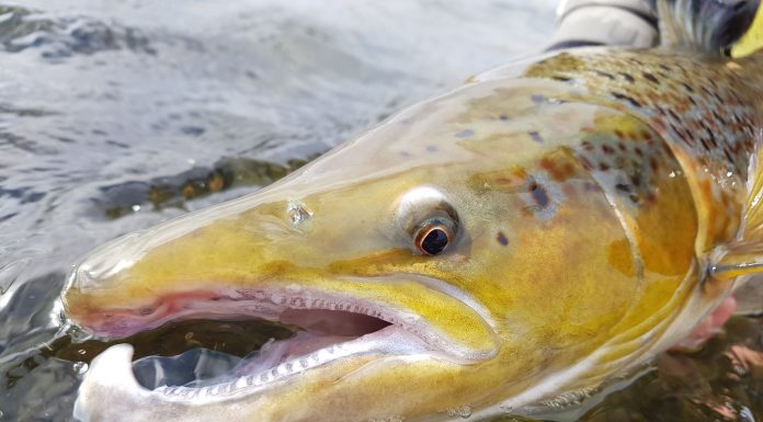 Matthías gerir upp Mýrarkvísl 2018 Mýrarkvísl, Matthías Þór Hákonarson, haustlax