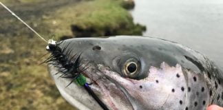 Tungulækur, svartur Nobbler