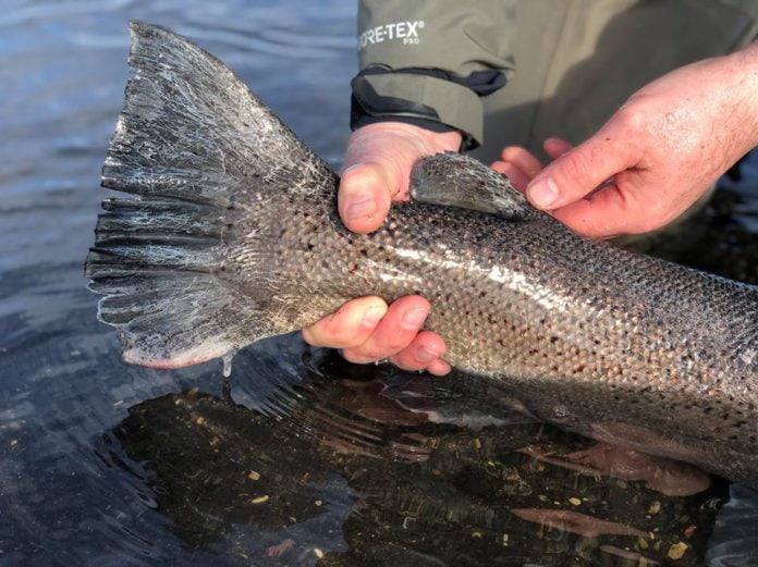 2020 Geirland opnun 4