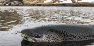 Flott byrjun í Tungulæk