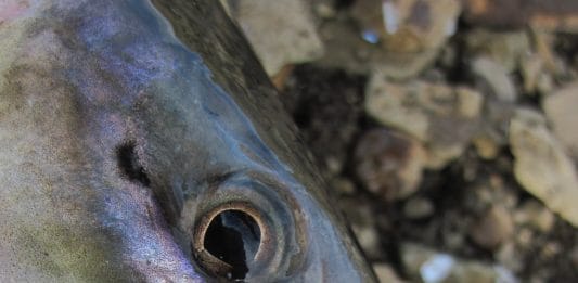 Vaðbrók eða mittisvöðlur? – Kostuð kynning
