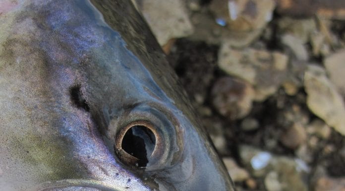 Vaðbrók eða mittisvöðlur? – Kostuð kynning