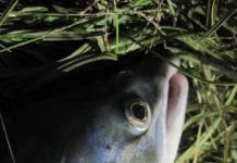 Veiðigjafir veiðimanna geta verið margs konar – Kostuð Kynning