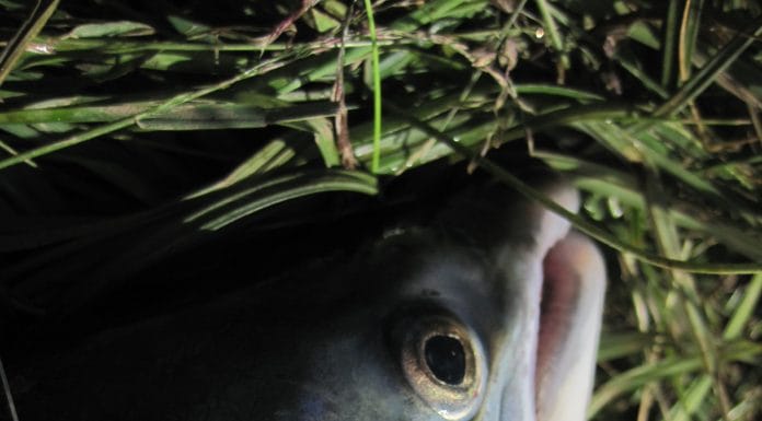 Veiðigjafir veiðimanna geta verið margs konar – Kostuð Kynning