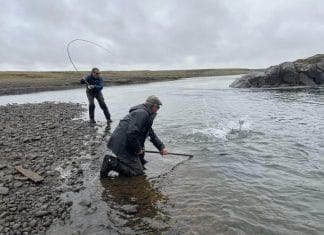 Umræða um laxatregðu vekur spurningar um samhljóm frá fyrri tíma