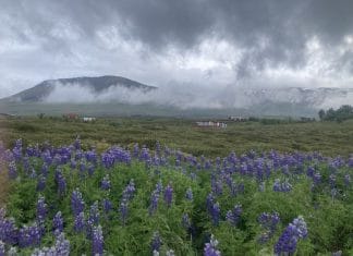 Hvert skal haldið…sérstaklega með börnin
