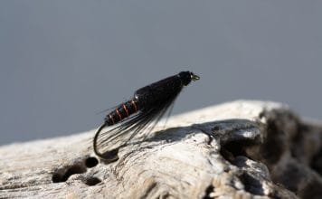 Langskeggurinn oft að gera gæfumuninn